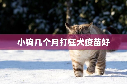 小狗幾個月打狂犬疫苗好