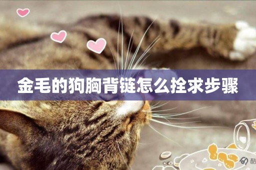 金毛的狗胸背鏈怎么拴求步驟