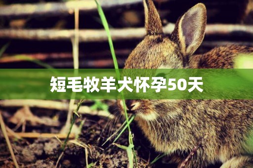 短毛牧羊犬懷孕50天
