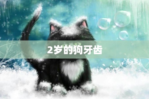 2歲的狗牙齒