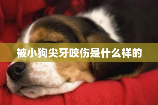 被小狗尖牙咬傷是什么樣的