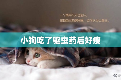 小狗吃了驅蟲藥后好瘦