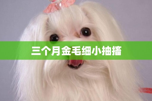 三個月金毛細小抽搐
