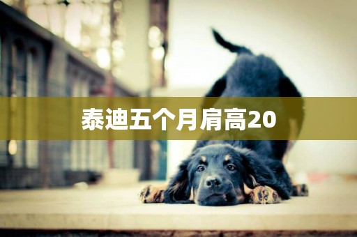泰迪五個月肩高20