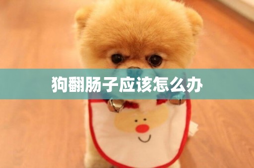 狗翻腸子應該怎么辦