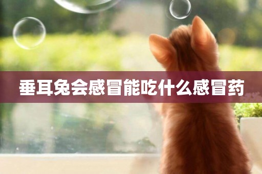 垂耳兔會感冒能吃什么感冒藥