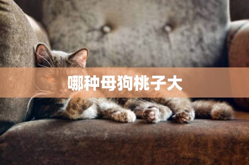 哪種母狗桃子大