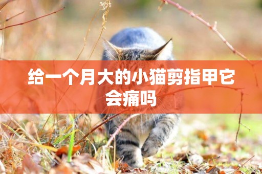 給一個月大的小貓剪指甲它會痛嗎