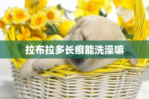 拉布拉多長癬能洗澡嘛