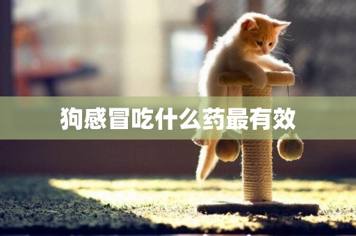 狗感冒吃什么藥最有效