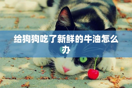 給狗狗吃了新鮮的牛油怎么辦