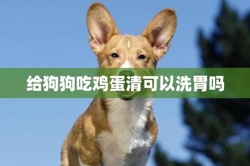 給狗狗吃雞蛋清可以洗胃嗎