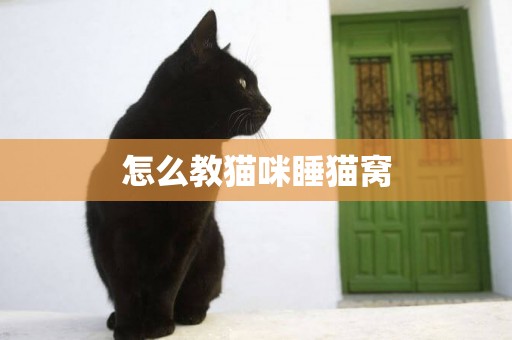 怎么教貓咪睡貓窩