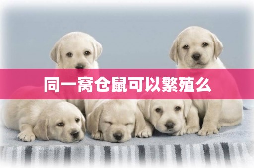同一窩倉鼠可以繁殖么