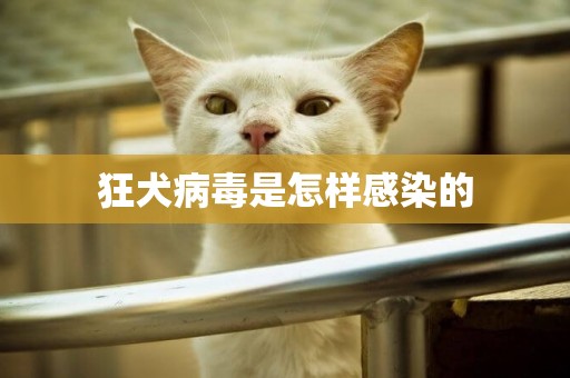 狂犬病毒是怎樣感染的