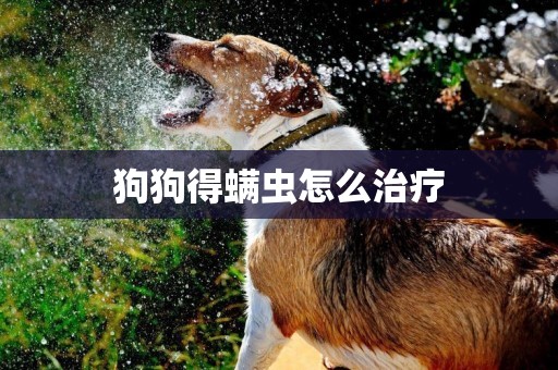 狗狗得螨蟲怎么治療