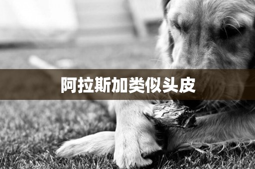 阿拉斯加類似頭皮