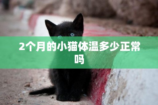 2個月的小貓體溫多少正常嗎