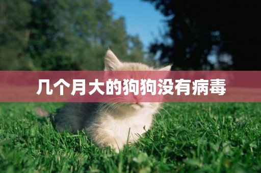 幾個月大的狗狗沒有病毒