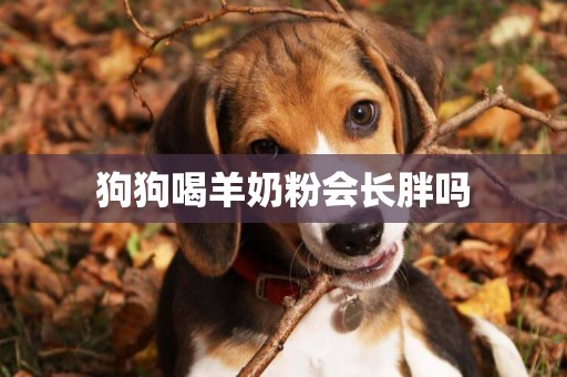 狗狗喝羊奶粉會長胖嗎