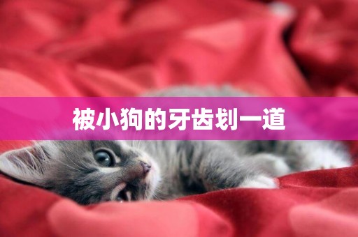 被小狗的牙齒劃一道