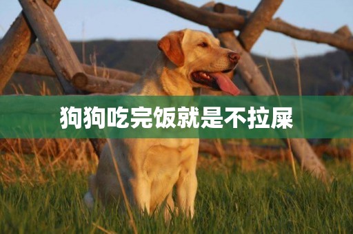 狗狗吃完飯就是不拉屎