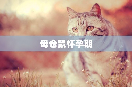 母倉鼠懷孕期