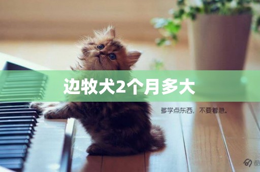 邊牧犬2個月多大