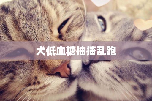 犬低血糖抽搐亂跑