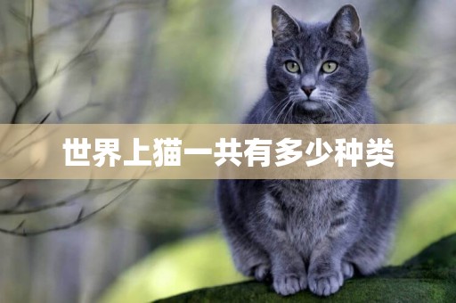 世界上貓一共有多少種類