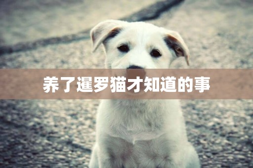 養了暹羅貓才知道的事