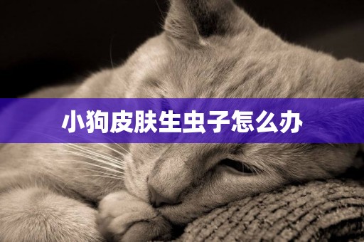 小狗皮膚生蟲子怎么辦