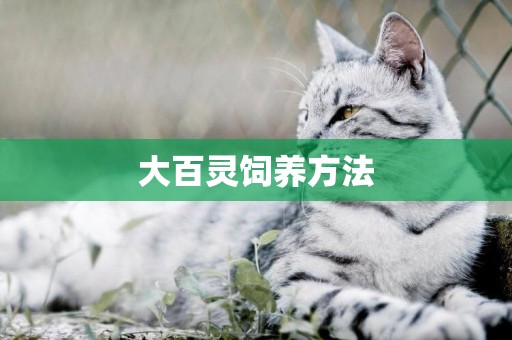 大百靈飼養方法