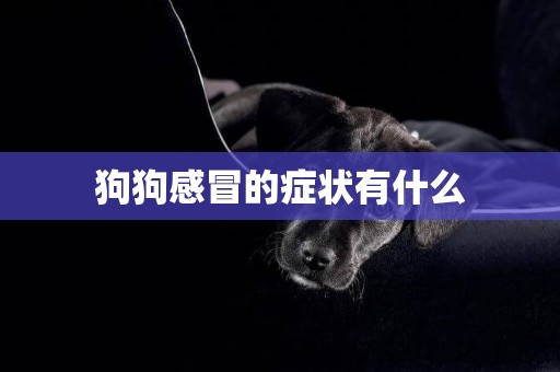 狗狗感冒的癥狀有什么