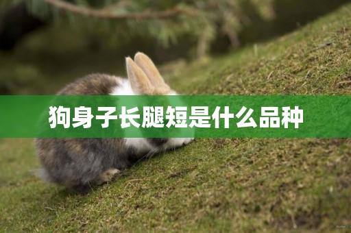 狗身子長腿短是什么品種