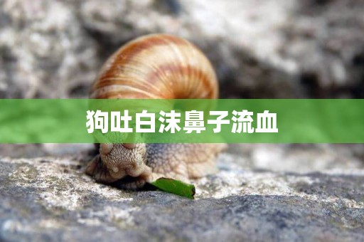 狗吐白沫鼻子流血