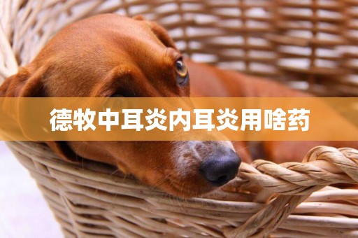 德牧中耳炎內耳炎用啥藥