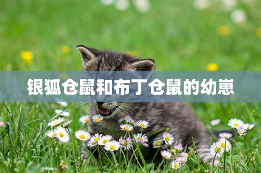 銀狐倉鼠和布丁倉鼠的幼崽