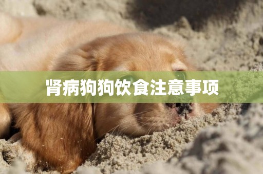 腎病狗狗飲食注意事項