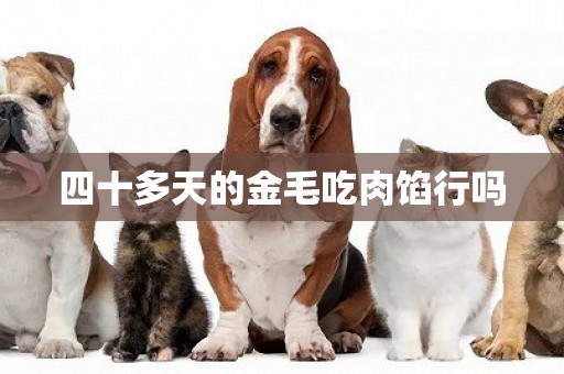 四十多天的金毛吃肉餡行嗎