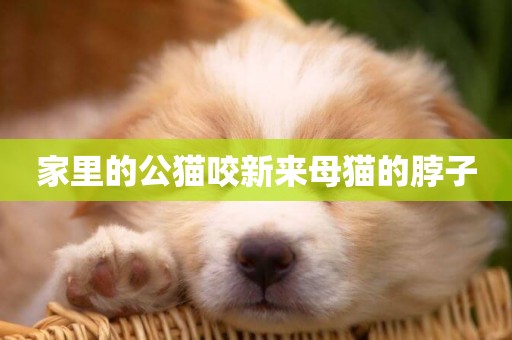 家里的公貓咬新來母貓的脖子