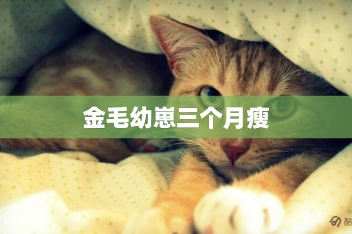 金毛幼崽三個月瘦