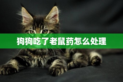 狗狗吃了老鼠藥怎么處理