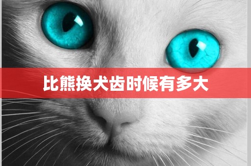 比熊換犬齒時候有多大