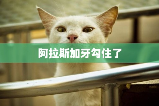 阿拉斯加牙勾住了