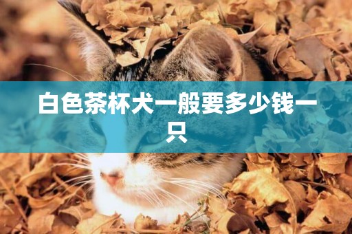 白色茶杯犬一般要多少錢一只