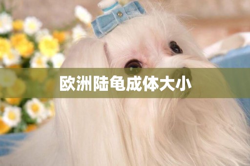 歐洲陸龜成體大小