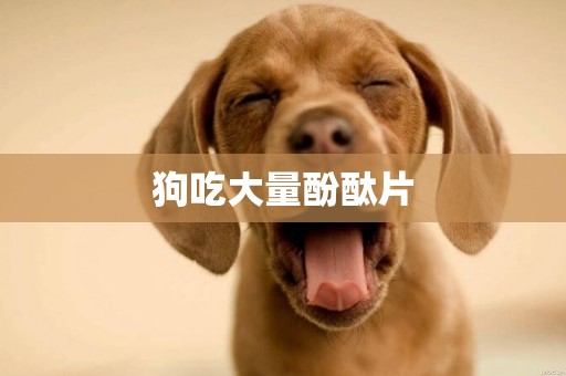 狗吃大量酚酞片