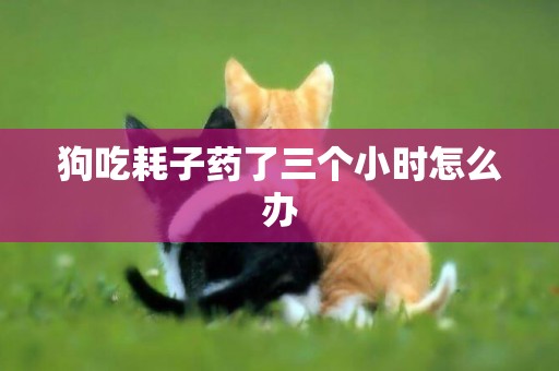 狗吃耗子藥了三個小時怎么辦