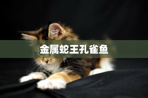 金屬蛇王孔雀魚